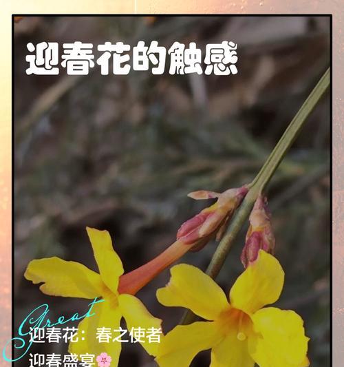 迎春花的花语是什么？春天的使者象征。