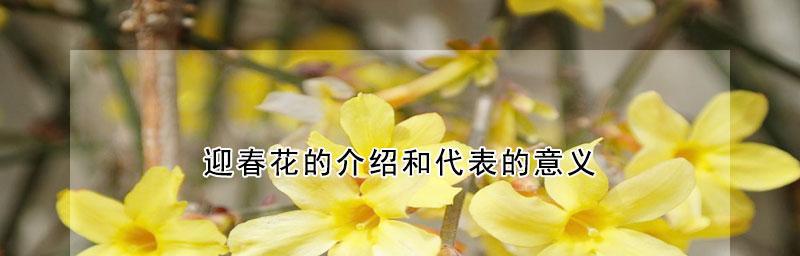 迎春花的花语是什么？春天的使者象征。