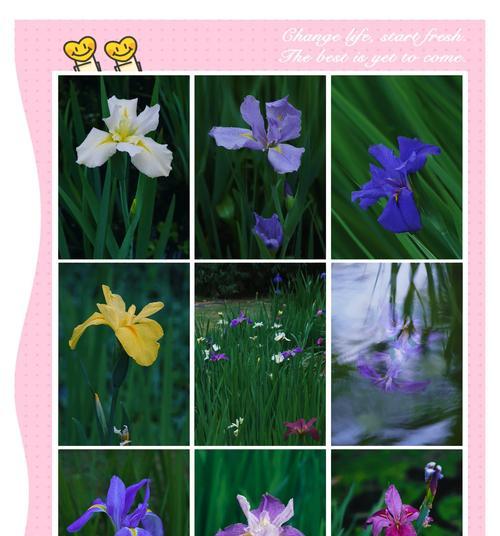 花好象征的寓意词语有哪些？它们各自代表什么？