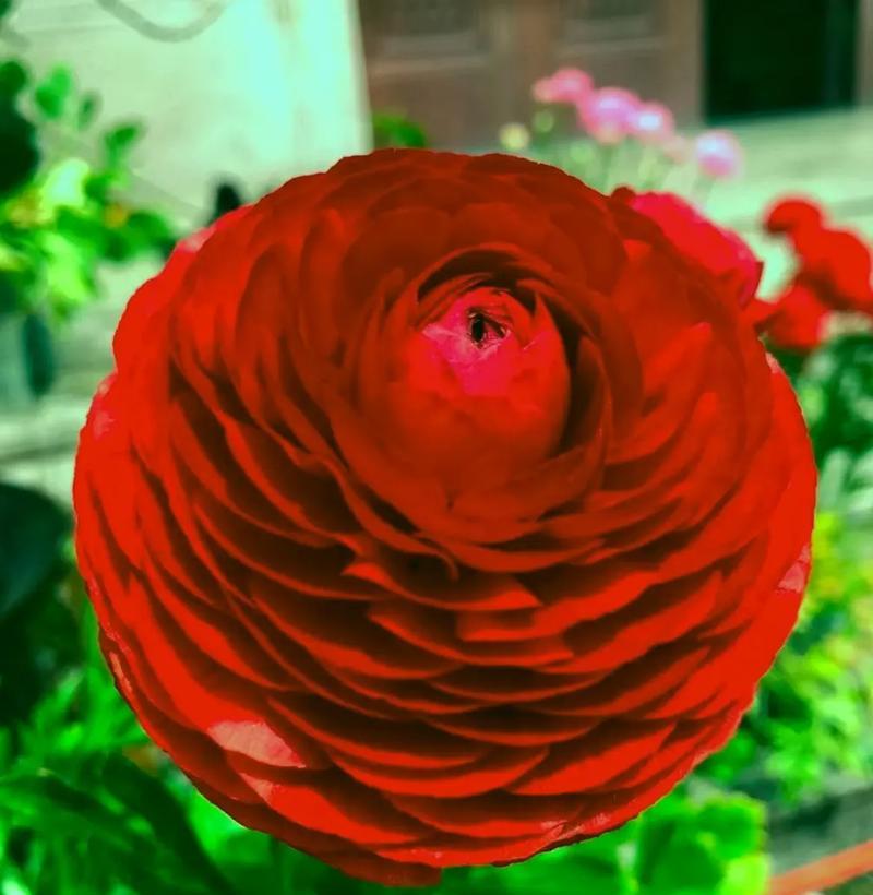 花骨朵的寓意是什么？它象征着什么？