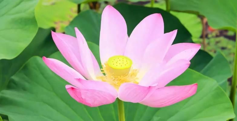 花骨朵的寓意是什么？它象征着什么？