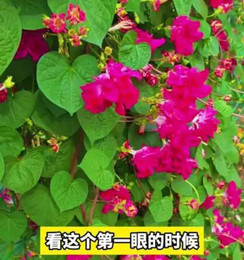 哪种花表达迷茫？它的含义是什么？