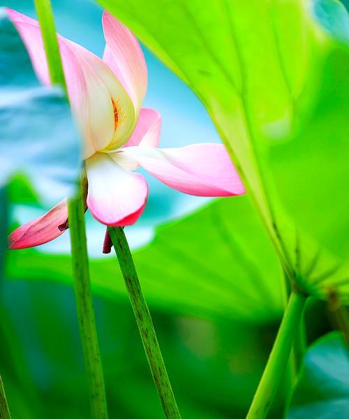 哪种花表达迷茫？它的含义是什么？