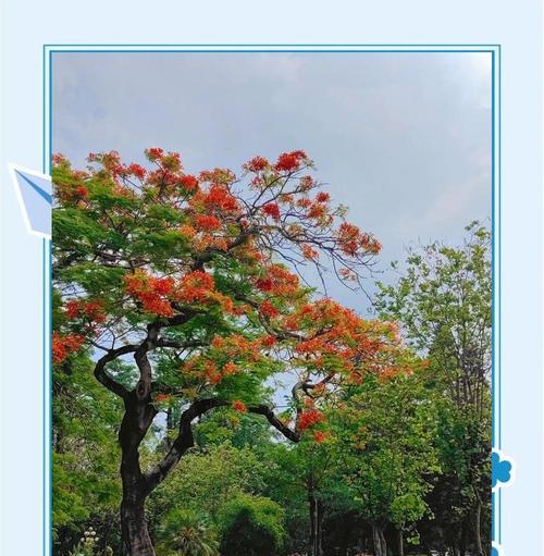 凤凰花的花语有何深意？它通常代表什么？
