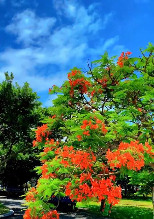 凤凰花的花语有何深意？它通常代表什么？