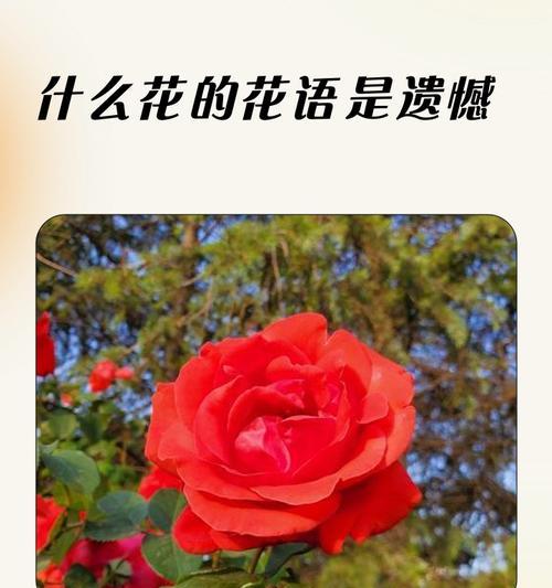 花的花语大全是什么？花的寓意有哪些？