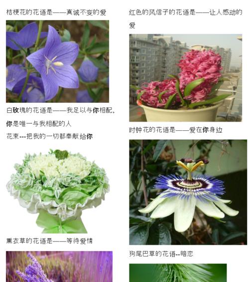 外花代表什么含义？外花在花语中象征着什么？