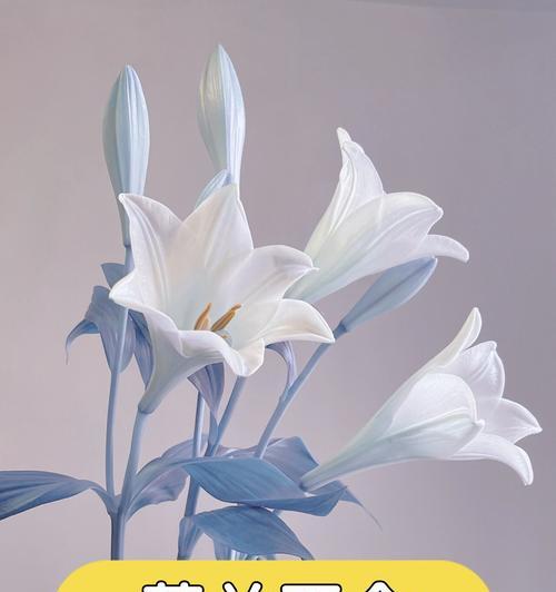 哪些花寓意爱意？它们各自代表了什么意义？