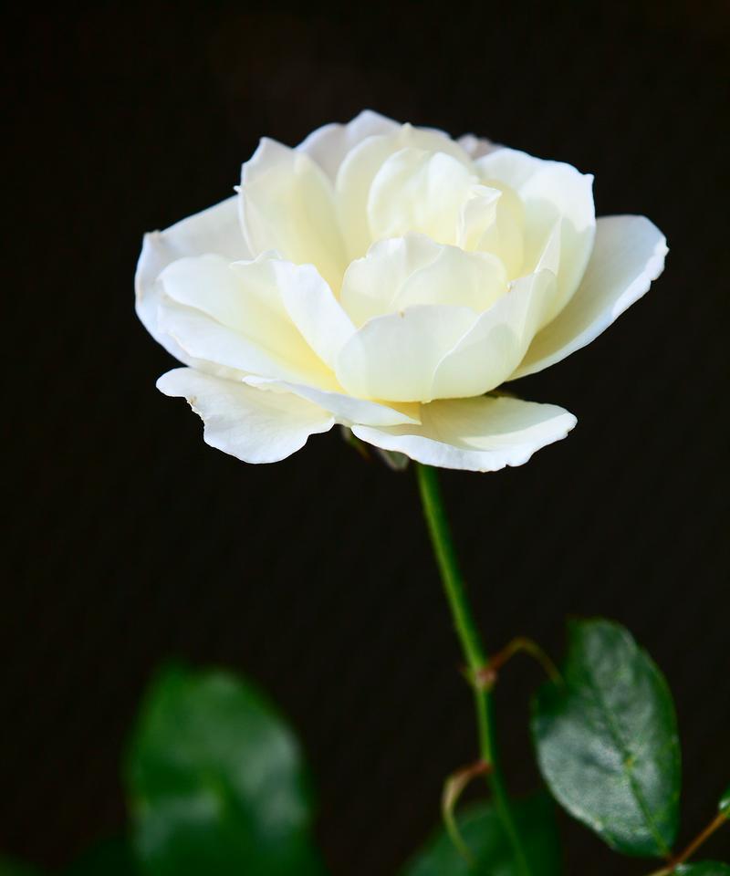 韩国白色的花寓意什么？白色花在韩国文化中的意义是什么？