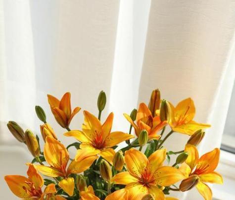 黄色百合的含义是什么？花语代表什么？