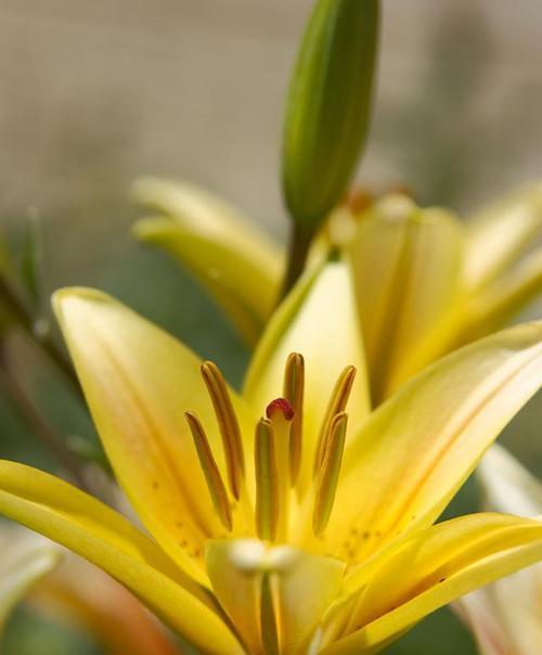黄色百合的含义是什么？花语代表什么？