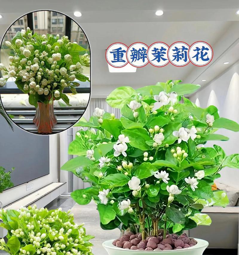 茉莉花代表什么寓意？