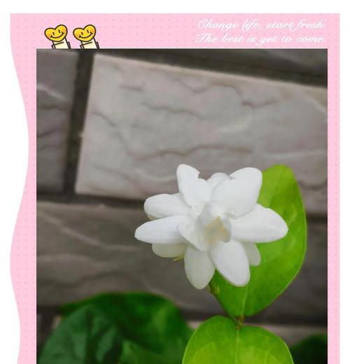 茉莉花代表什么寓意？