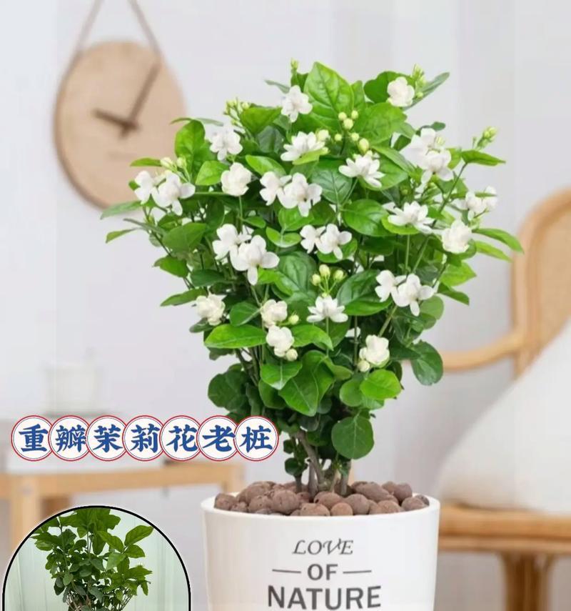 茉莉花代表什么寓意？