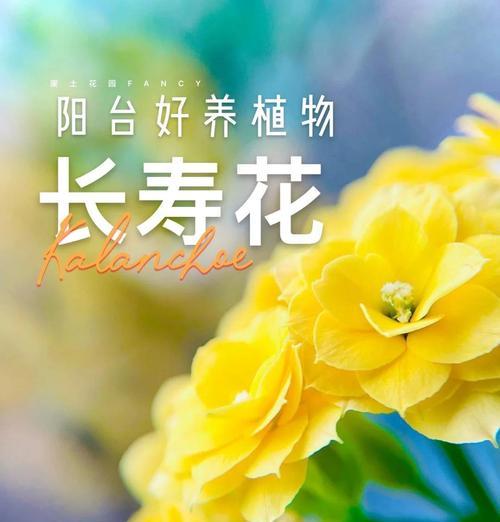 开门口的花有哪些花名和寓意？如何选择寓意好的开门花？