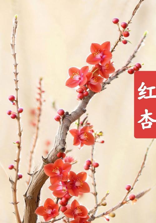 开门口的花有哪些花名和寓意？如何选择寓意好的开门花？