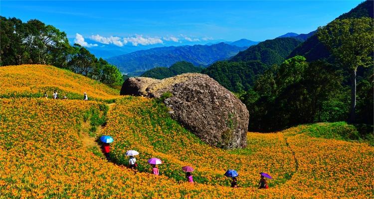 金色花通常象征什么？它的含义是什么？