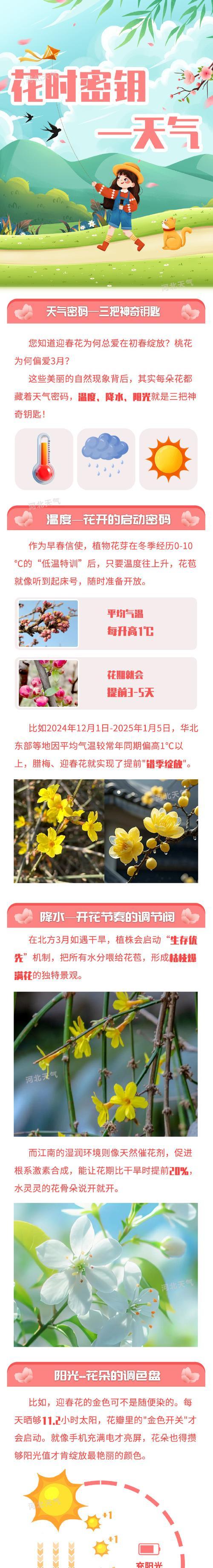 探索哪种花代表集体精神？
