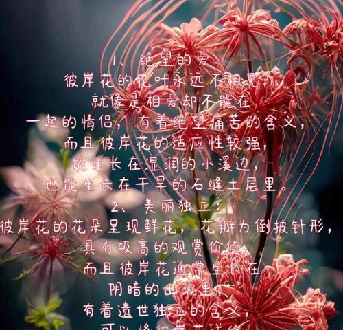 捧一束彼岸花有何深意？彼岸花的神秘花语是什么？