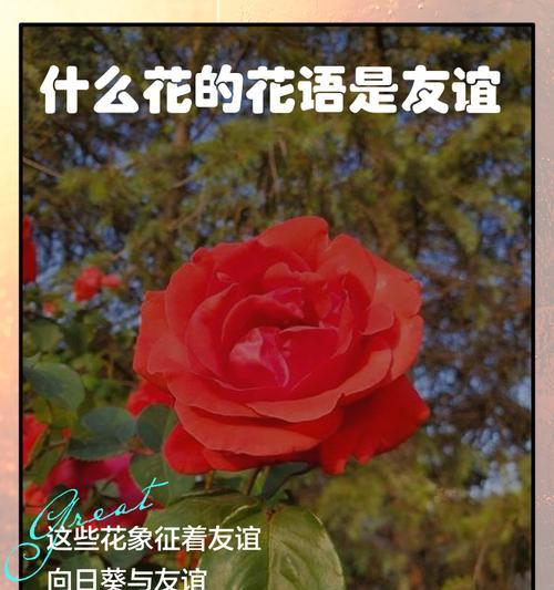 19朵花的花语是什么意思？19朵花代表了什么意义？