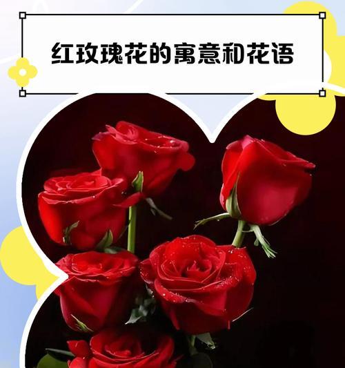 秋季象征爱情的花有哪些？它们的花语是什么？