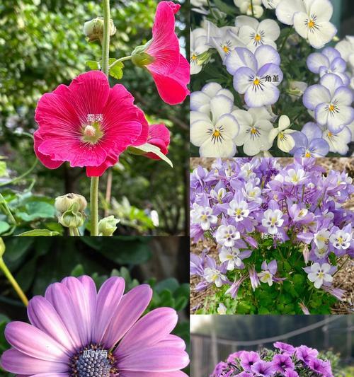 秋季象征爱情的花有哪些？它们的花语是什么？