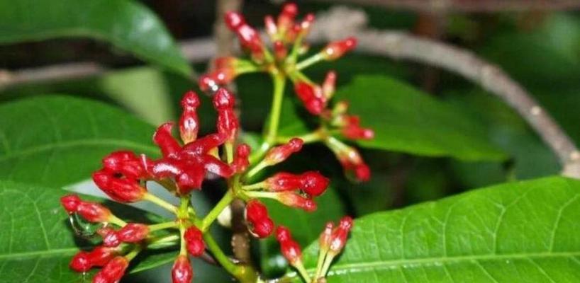 哪些植物的花象征二婚？它们的花语是什么？
