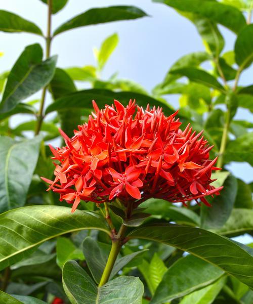 哪些植物的花象征二婚？它们的花语是什么？