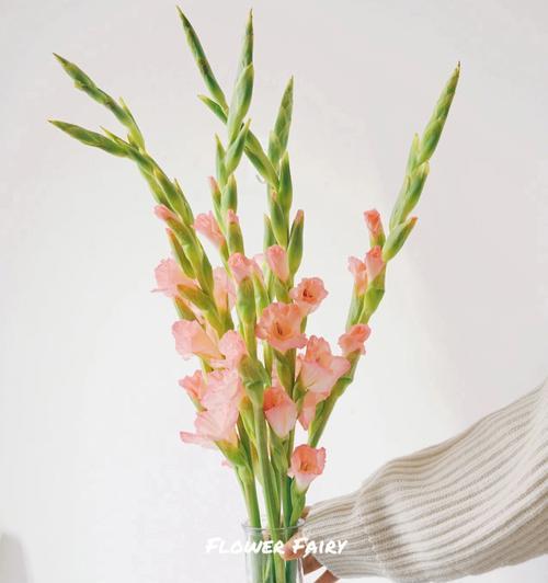 剑穗象征的花语：哪些花具有剑穗的寓意？