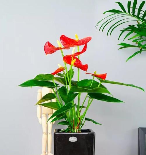 假植物花有哪些寓意吉祥？如何选择寓意吉祥的假植物？