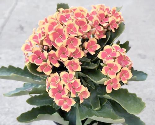 假植物花有哪些寓意吉祥？如何选择寓意吉祥的假植物？