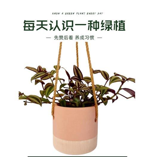 吊竹兰的寓意及其象征意义是什么？吊竹兰有何特别之处？
