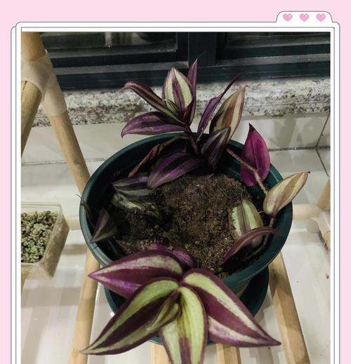 吊竹兰的寓意及其象征意义是什么？吊竹兰有何特别之处？