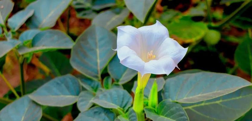 铃南花的寓意是什么？铃南花象征着什么？