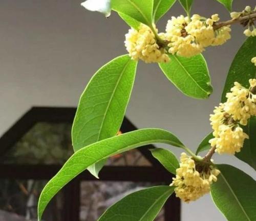 铃南花的寓意是什么？铃南花象征着什么？
