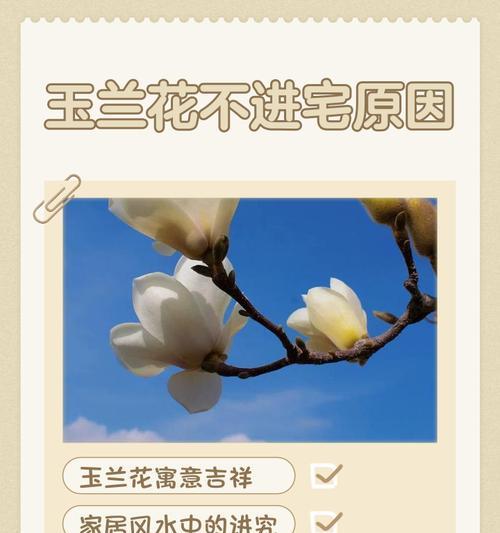 水蓝色花寓意何在？代表了哪些情感？
