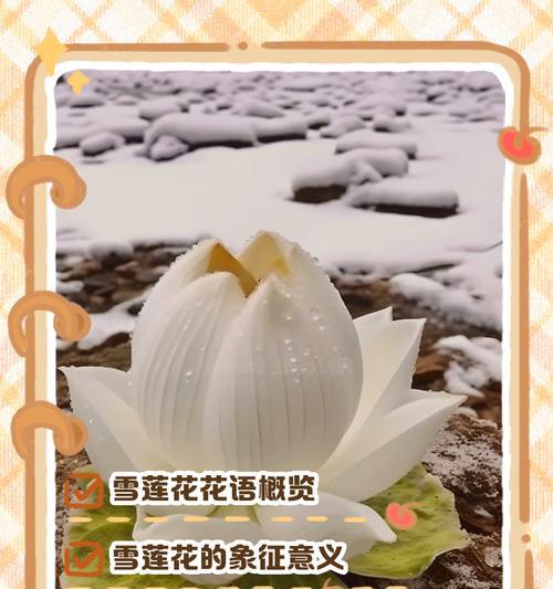 含义最丰富的花及其深意花语是什么？