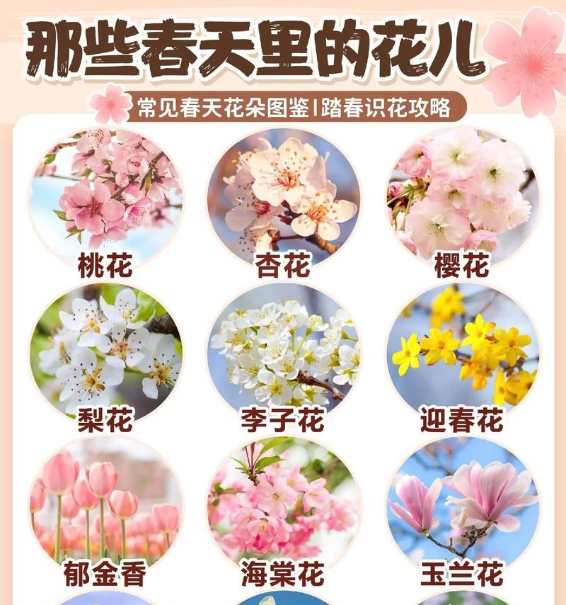 每种花的寓意和花语是什么？花臂中常见的神兽寓意是什么？