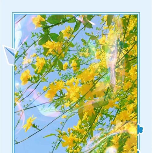 松子花通常象征着什么？