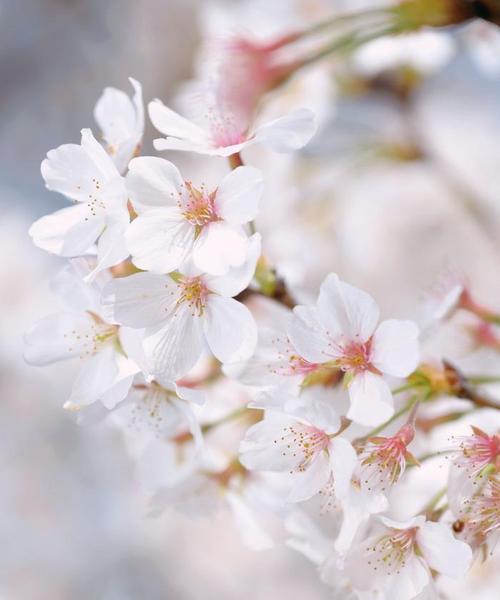 白樱花的花语是什么？它象征着怎样的情感？