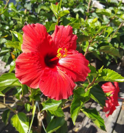扶桑花的花语和象征意义是什么？