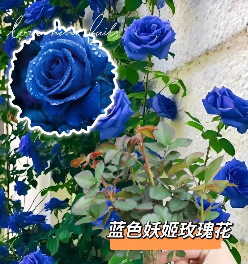 妖姬花语是什么意思？妖姬花代表了哪些含义？