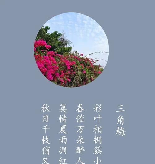 三角梅花语是什么意思？三角梅象征着什么？