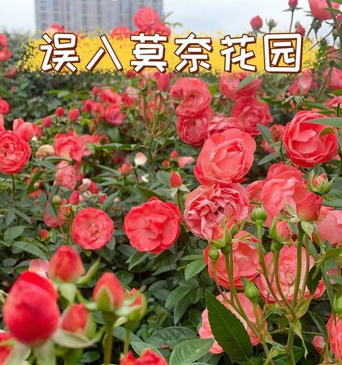 莫奈花园有什么寓意？它的象征意义是什么？