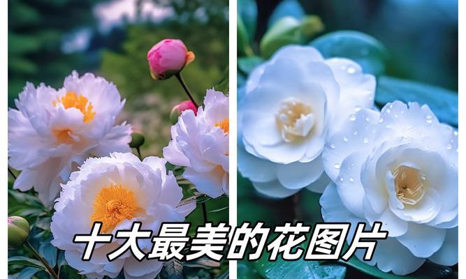 象征黎明的花有哪些？它们各自代表什么意义？