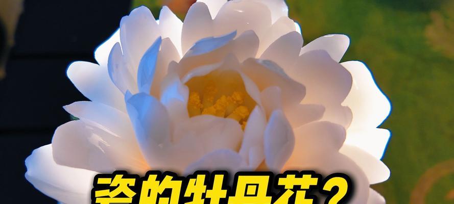 陶瓷花的寓意是什么？它们代表了哪些意义？