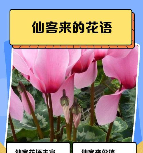 树花寓意好的成语是什么？它们各自代表什么？
