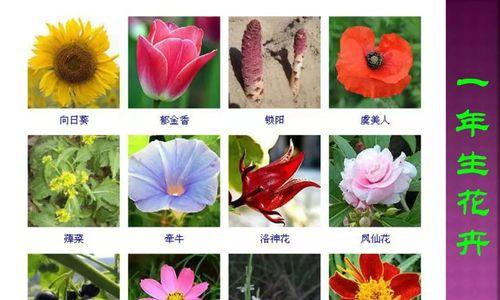 树花寓意好的成语是什么？它们各自代表什么？