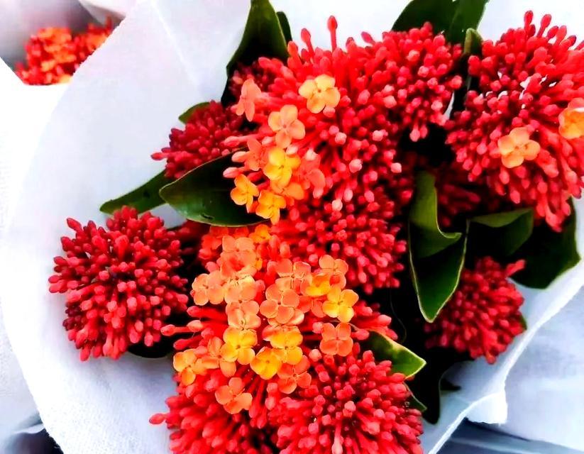 龙船花象征意义与花语全解析？