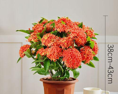 龙船花象征意义与花语全解析？